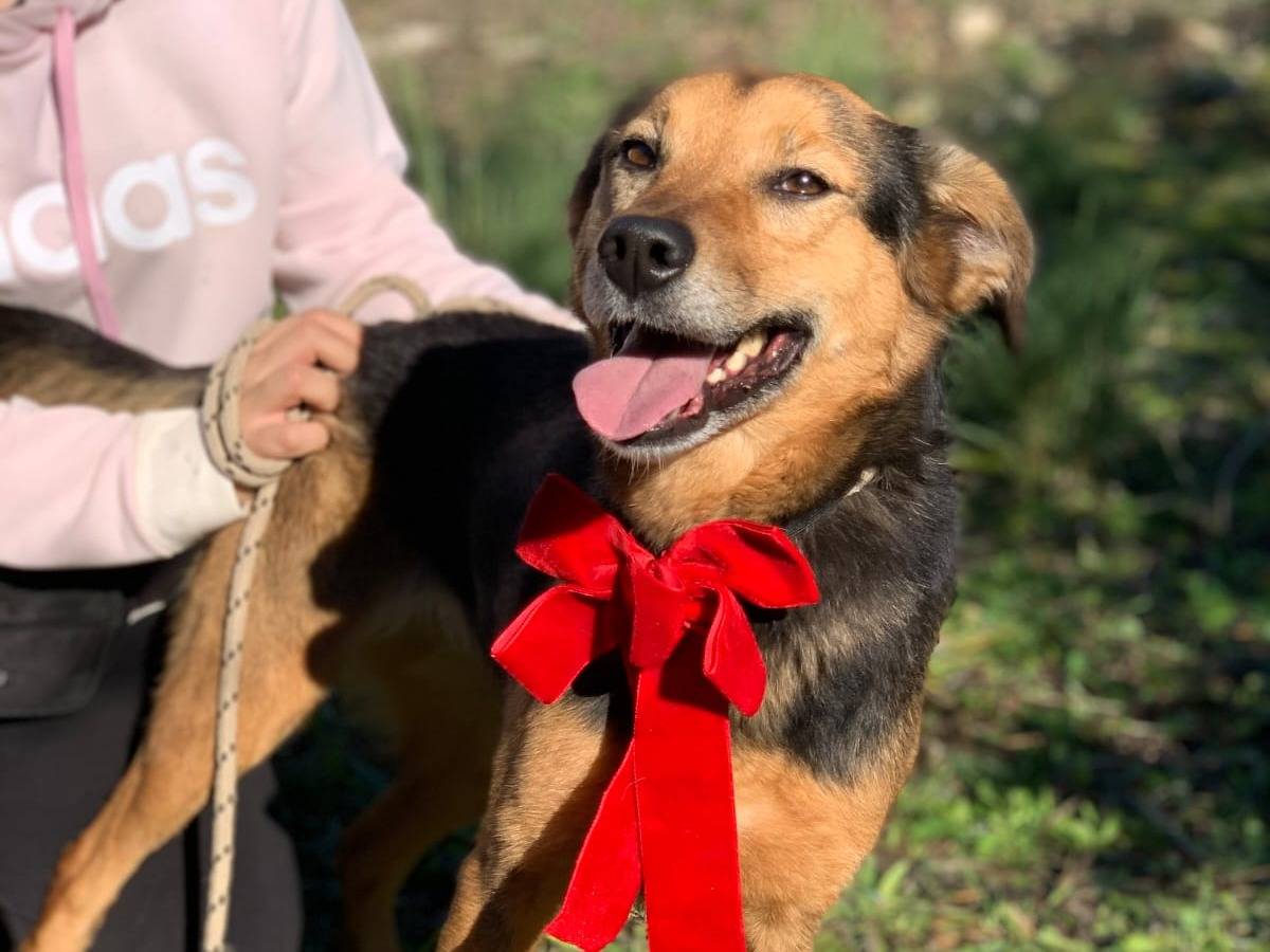 Vuoi adottare un cane a Latina?