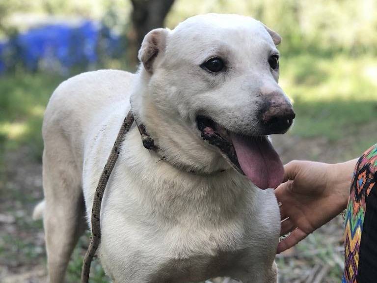 Adozione cane, femmina, Razza sconosciuta Razza sconosciuta, 7 anni e 10 mesi, taglia media, Latina