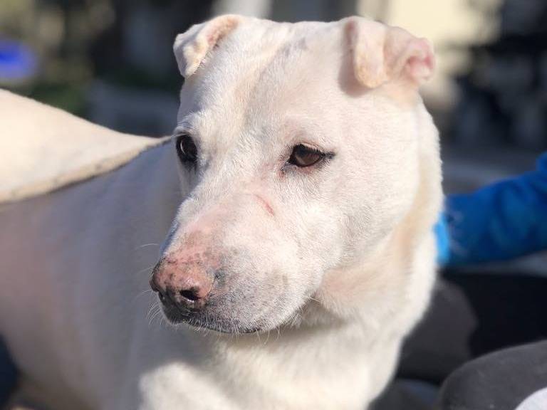 Adotta un cane, femmina, 7 anni e 10 mesi, Latina