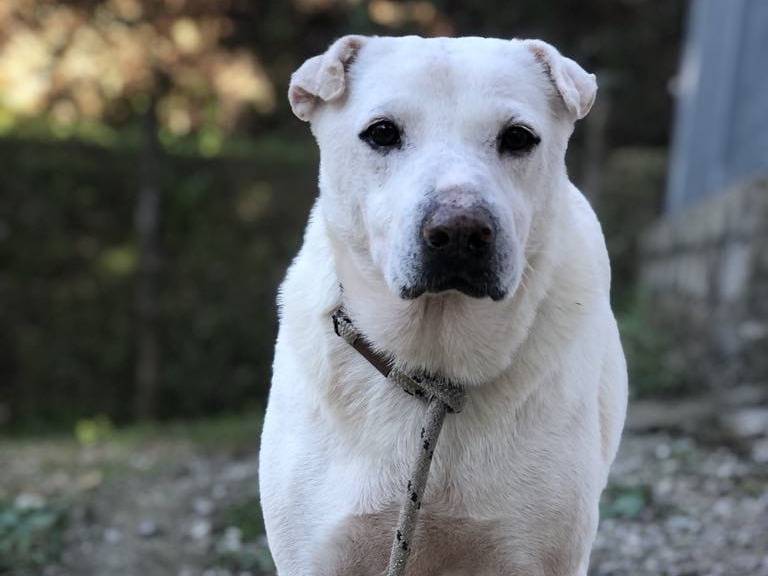 Adotta un cane, taglia media, femmina, Latina