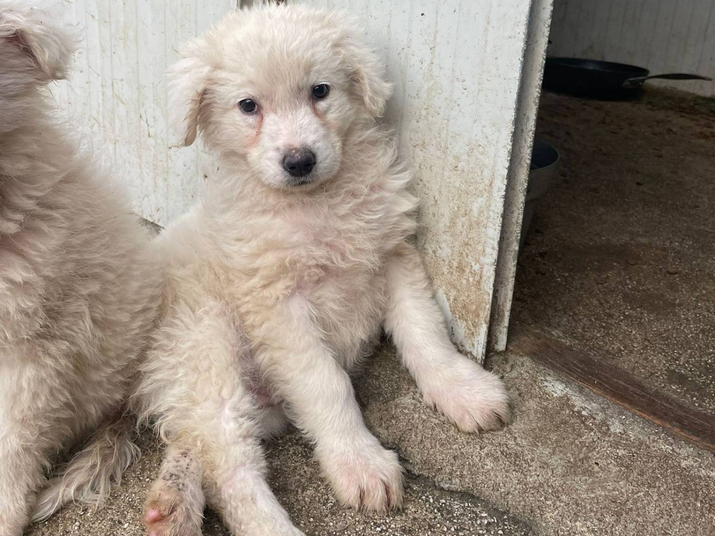 Adozione cane, femmina, Razza sconosciuta Razza sconosciuta, 2 mesi, taglia grande, Frosinone