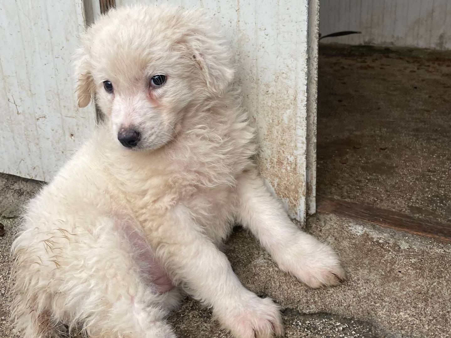 Adotta un cane, femmina, 2 mesi, Frosinone