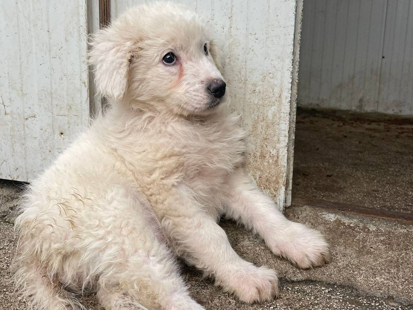 Adotta un cane, taglia grande, femmina, Frosinone