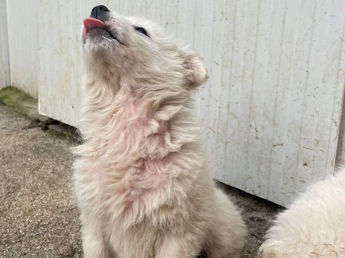 Vuoi adottare un cane a Frosinone?