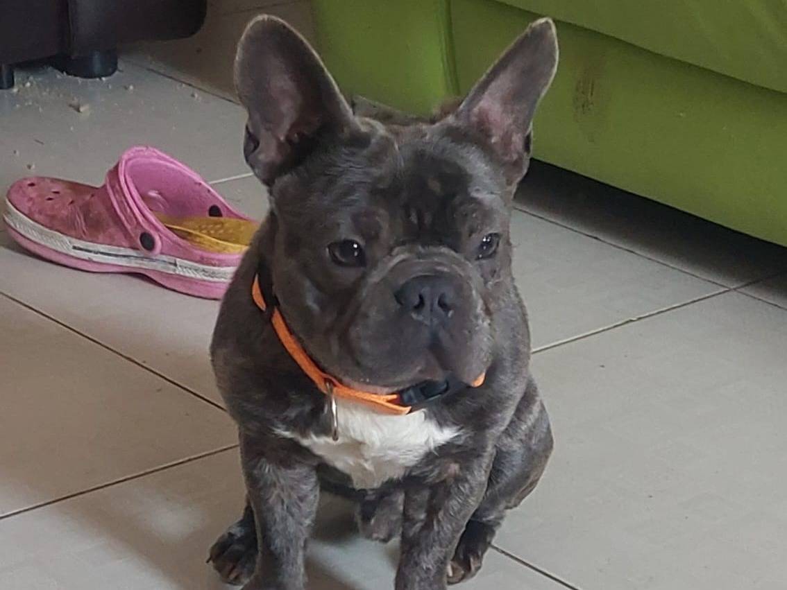 Vuoi adottare un cane a Bologna?