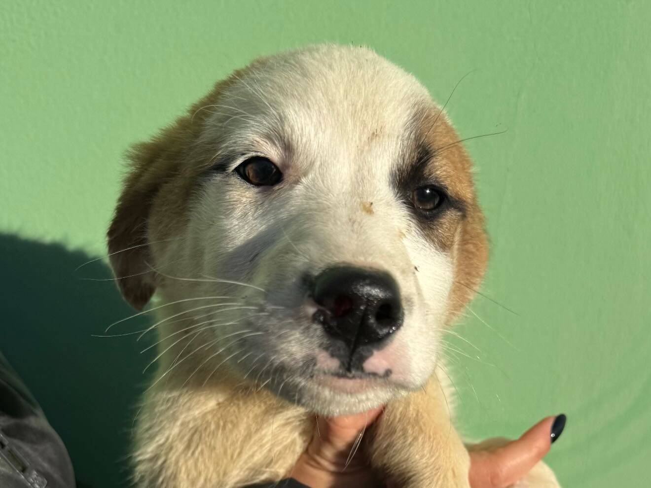 Adozione cane, femmina, Razza sconosciuta Razza sconosciuta, 3 mesi, taglia media, Matera