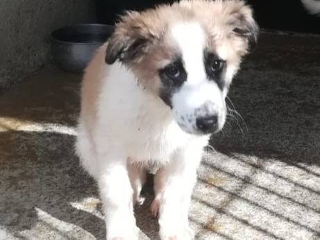 Adotta il cane UNA MAMMA PER BISCOTTO a Varese