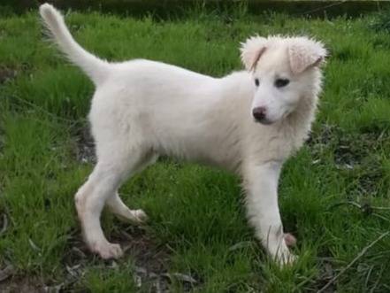 Adozione cane, maschio, Razza sconosciuta Razza sconosciuta, 3 mesi, taglia media, Varese