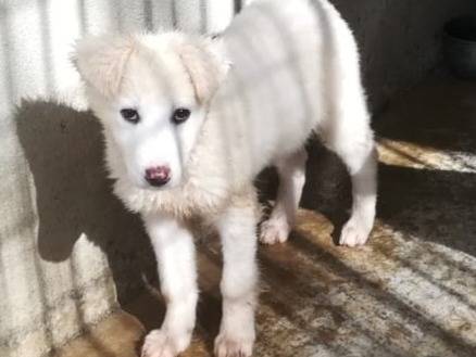 Adotta un cane, taglia media, maschio, Varese