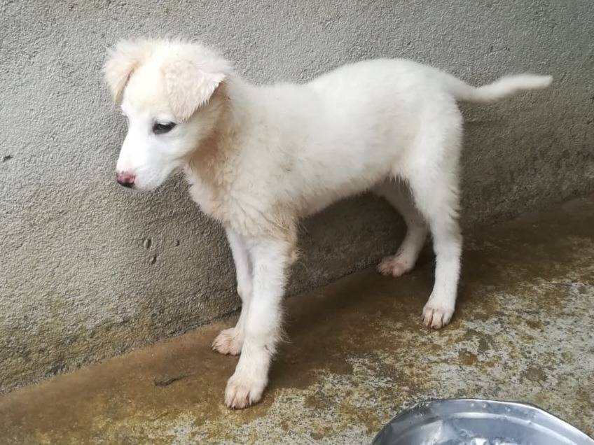 Adotta il cane UNA MAMMA PER CARAMELLO  a Varese