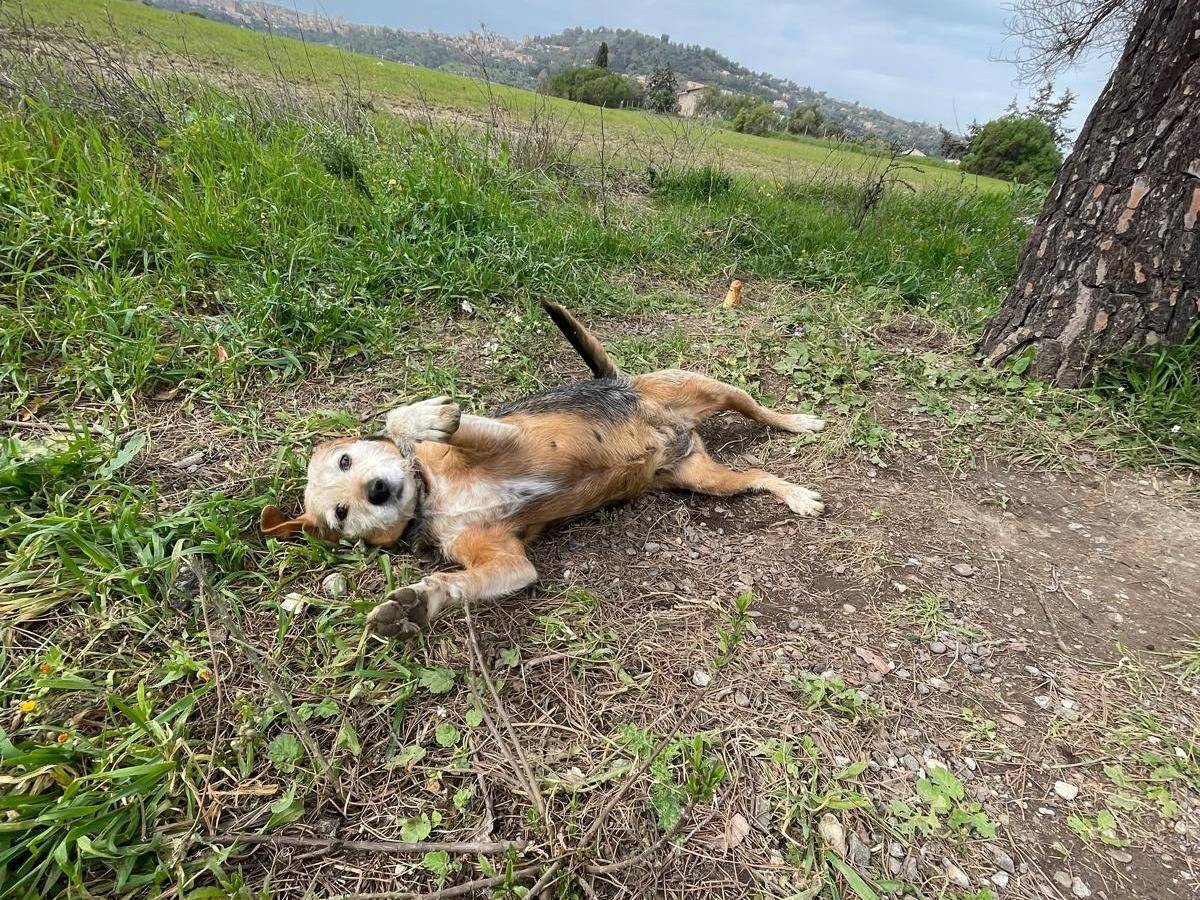Adotta il cane Nerina  a Caltanissetta