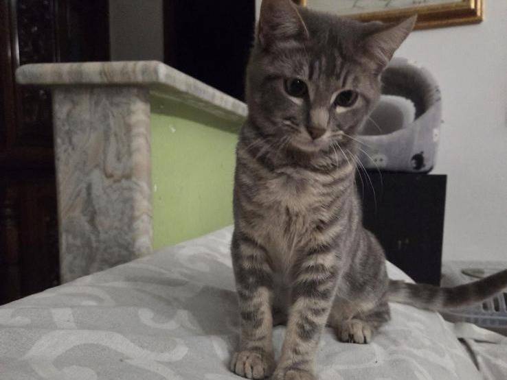 Adotta un gatto, femmina, 4 mesi, Napoli