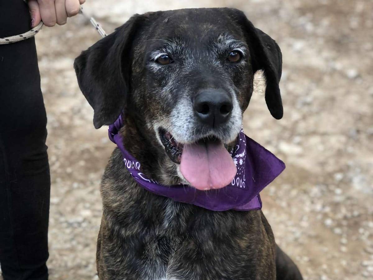 Adozione cane, femmina, Razza sconosciuta Razza sconosciuta, 7 anni e 10 mesi, taglia media, Latina