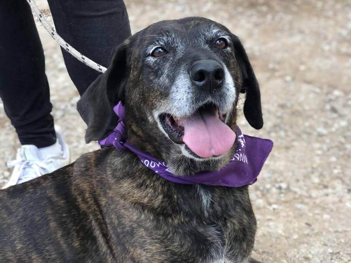 Adotta un cane, femmina, 7 anni e 10 mesi, Latina