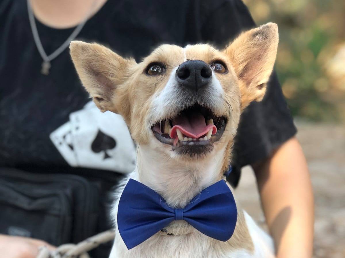 Vuoi adottare un cane a Latina?