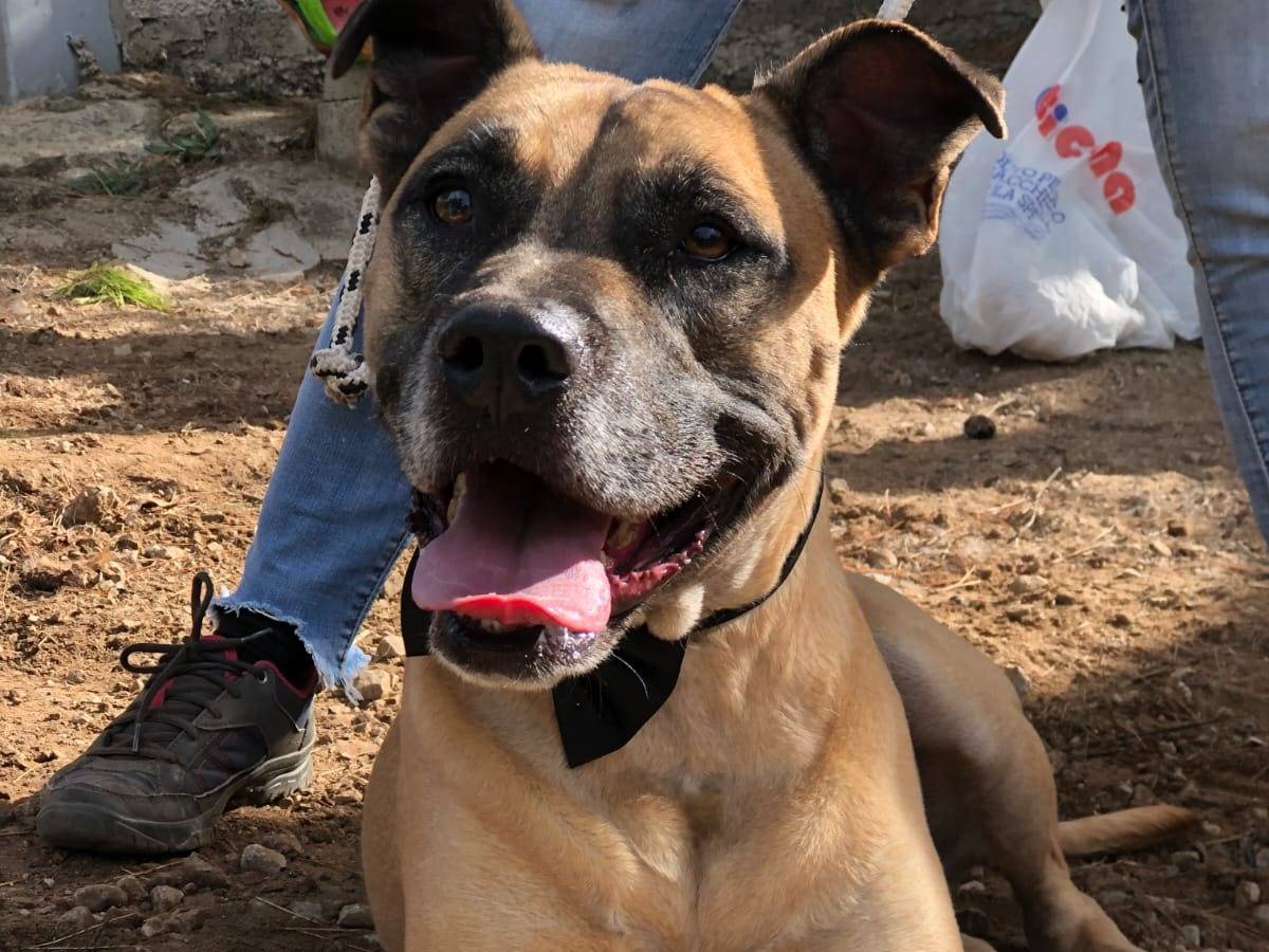 Adozione cane, maschio, Razza sconosciuta Razza sconosciuta, 2 anni e 11 mesi, taglia grande, Latina