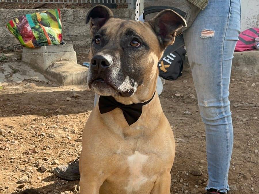 Adotta un cane, maschio, 2 anni e 11 mesi, Latina