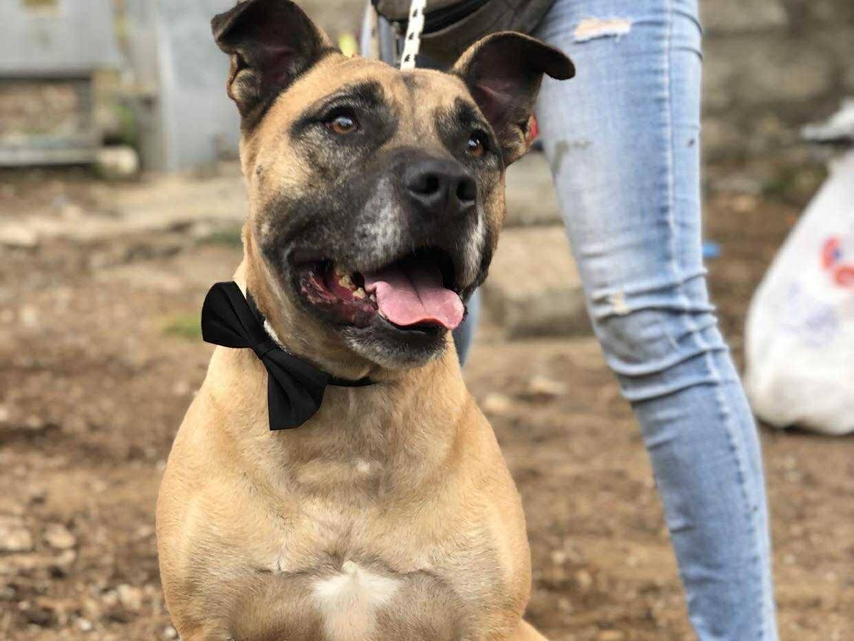 Adotta un cane, taglia grande, maschio, Latina