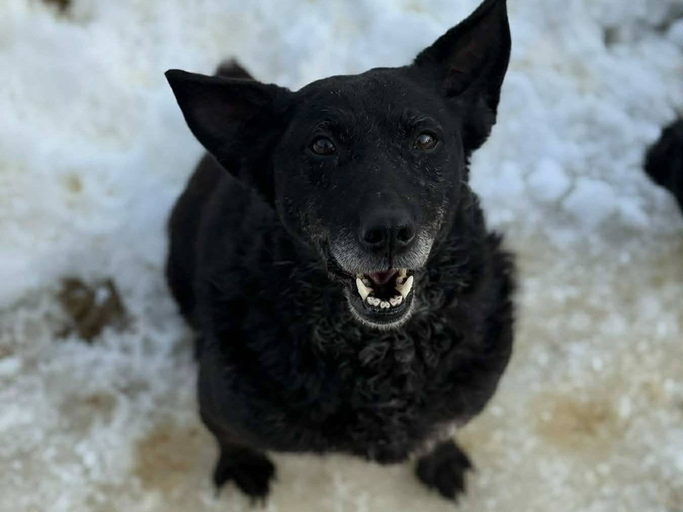 Adozione cane, femmina, Razza sconosciuta Razza sconosciuta, 6 anni e 10 mesi, taglia media, Firenze