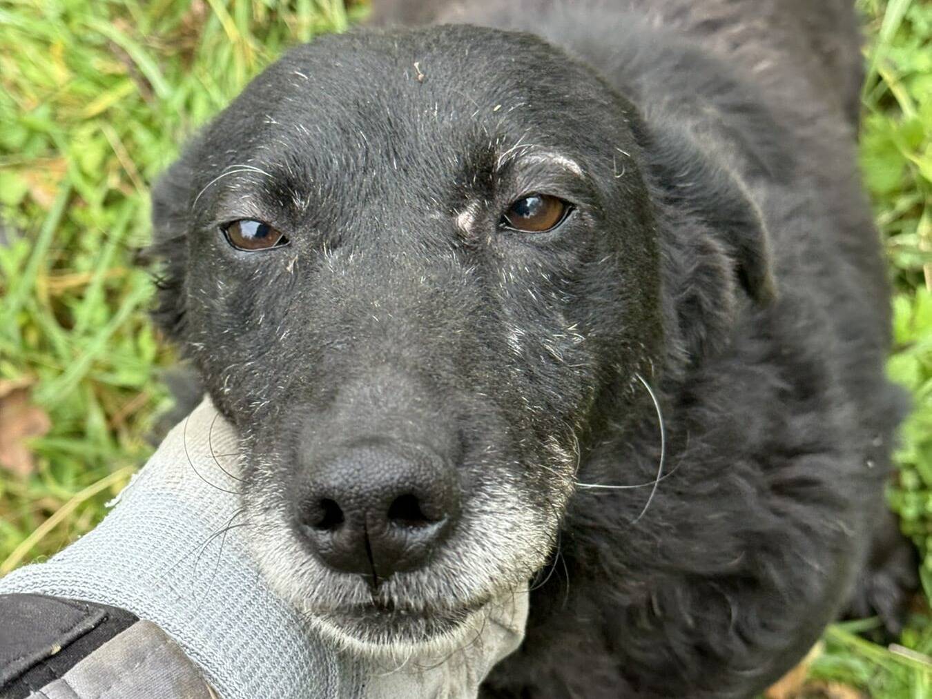 Adotta il cane KEOPE a Firenze