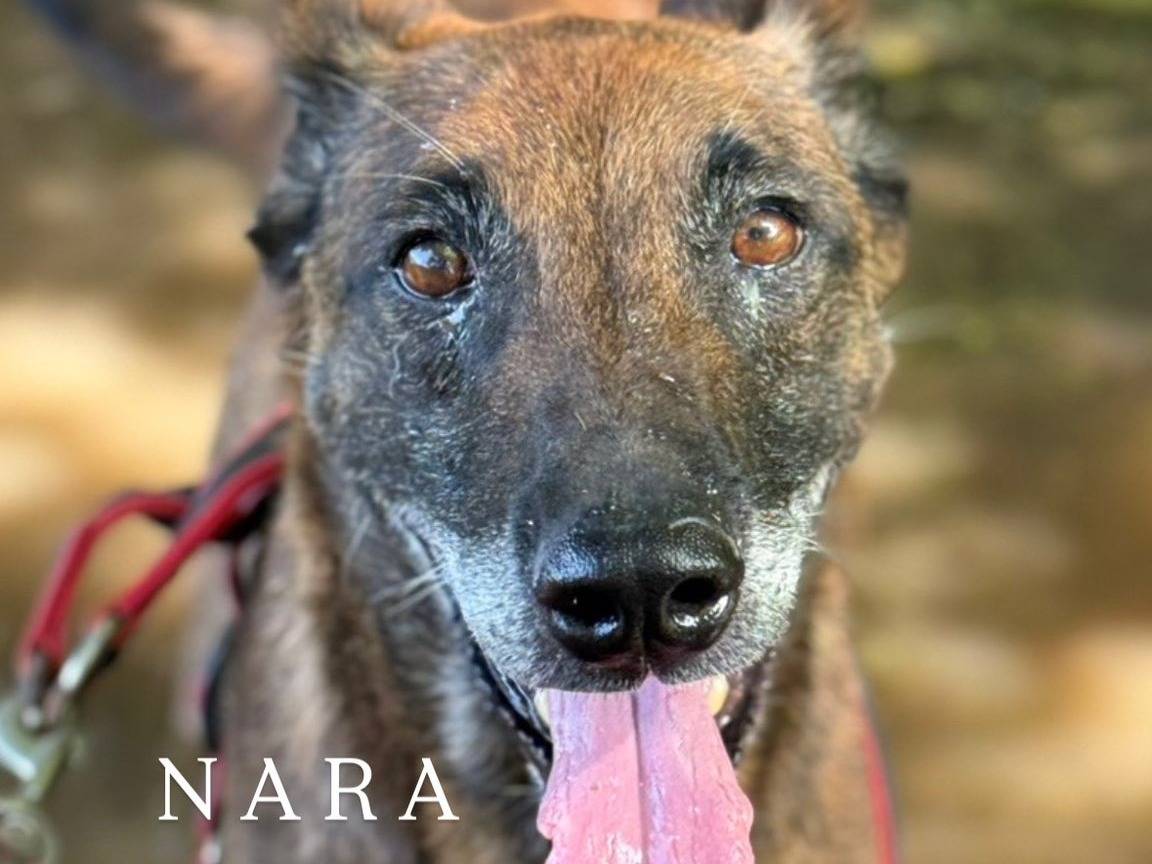 Adozione cane, femmina, Pastore Belga Malinois Razza sconosciuta, 7 anni e 1 mese, taglia grande, Firenze