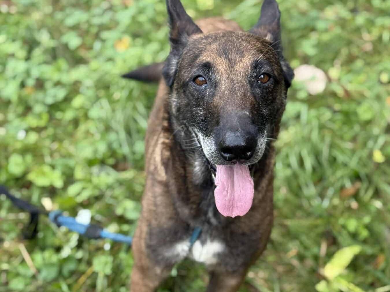 Adotta un cane, femmina, 7 anni e 1 mese, Firenze