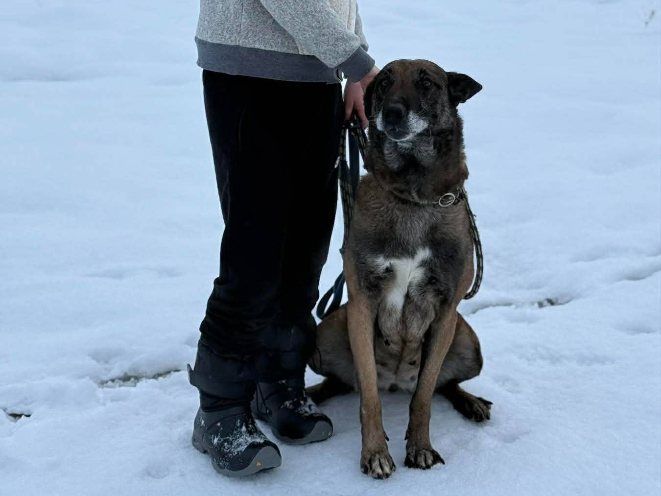 Adotta un cane, taglia grande, femmina, Firenze
