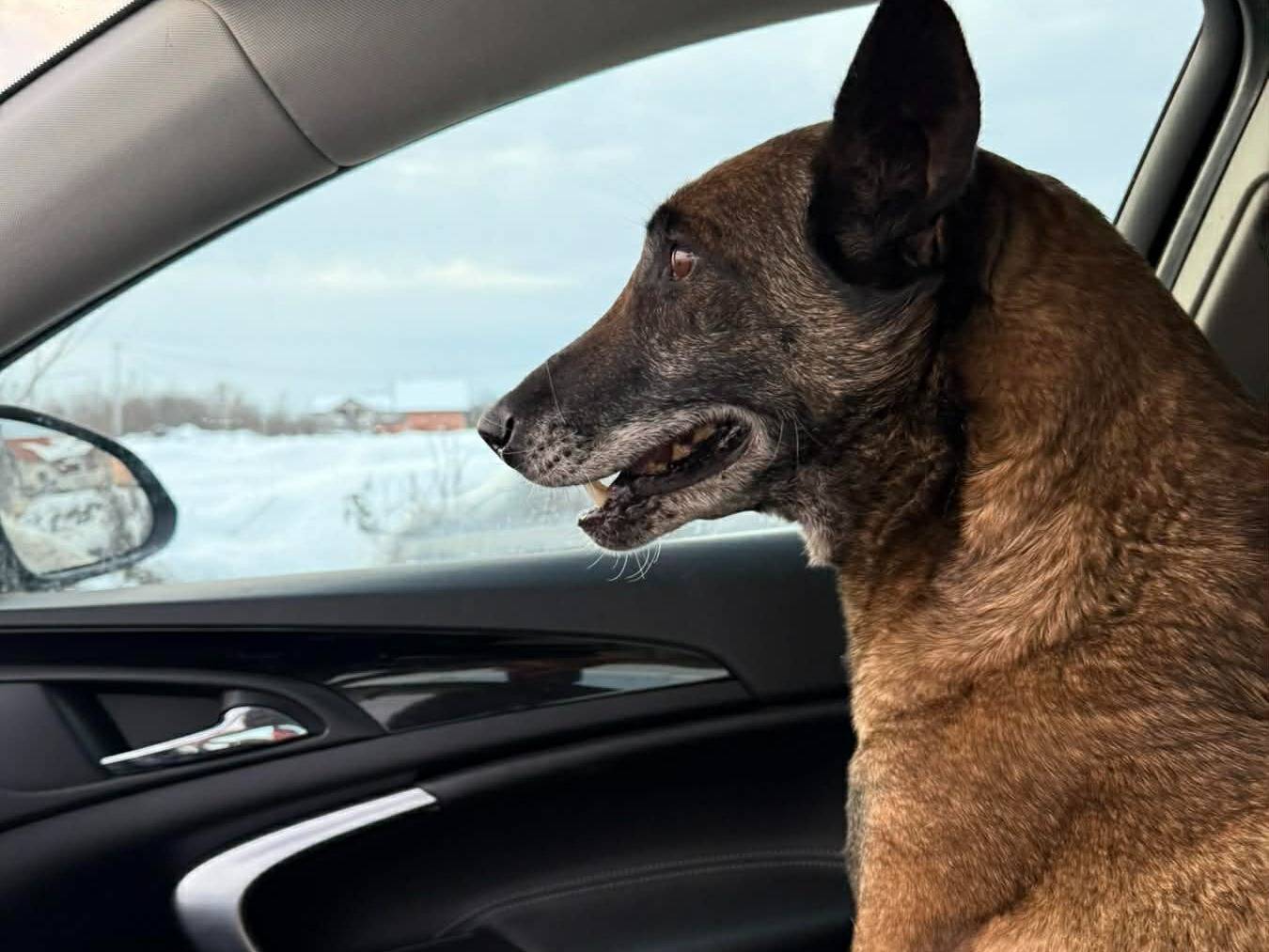 Adotta il cane NARA a Firenze