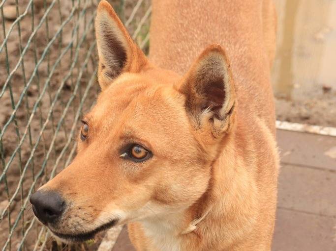 Vuoi adottare un cane a Milano?