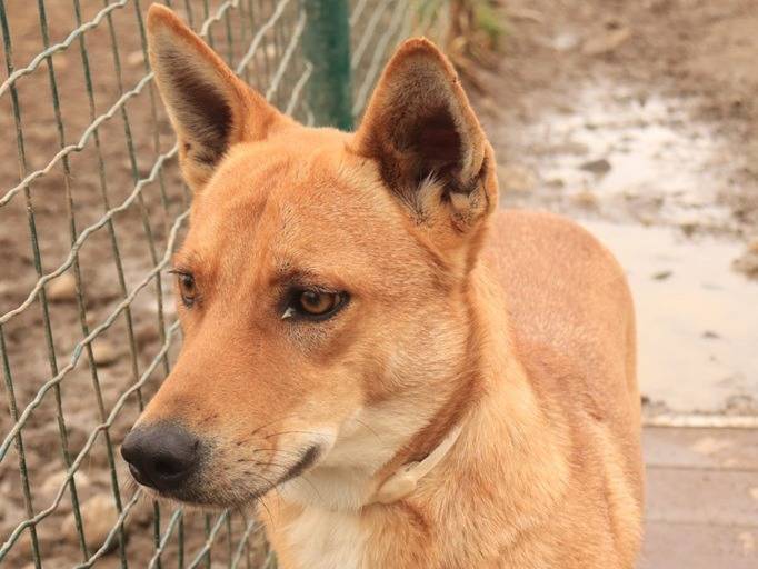 Adotta il cane DOLCI a Milano