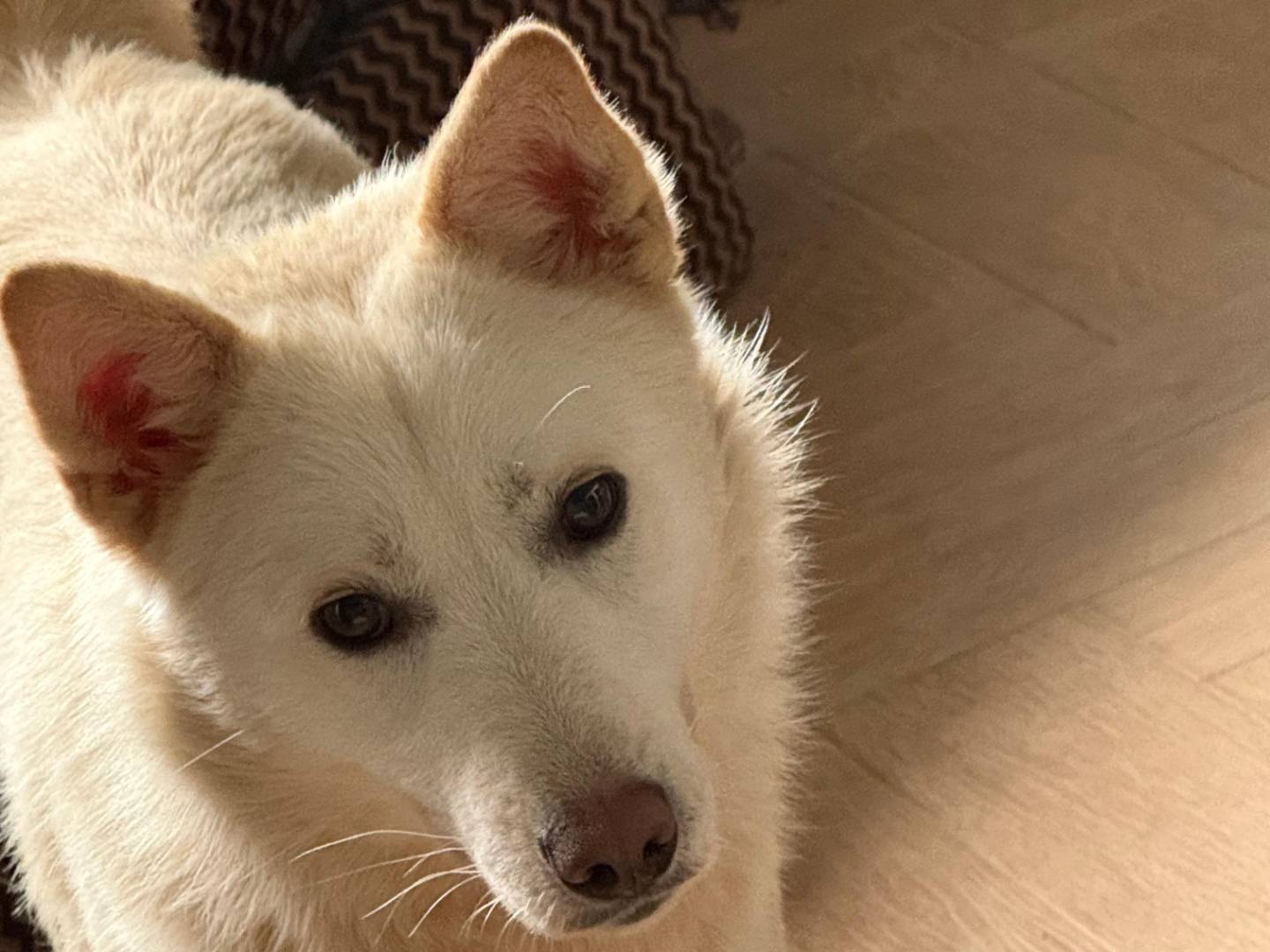 Adotta un cane, maschio, 4 anni, Cosenza