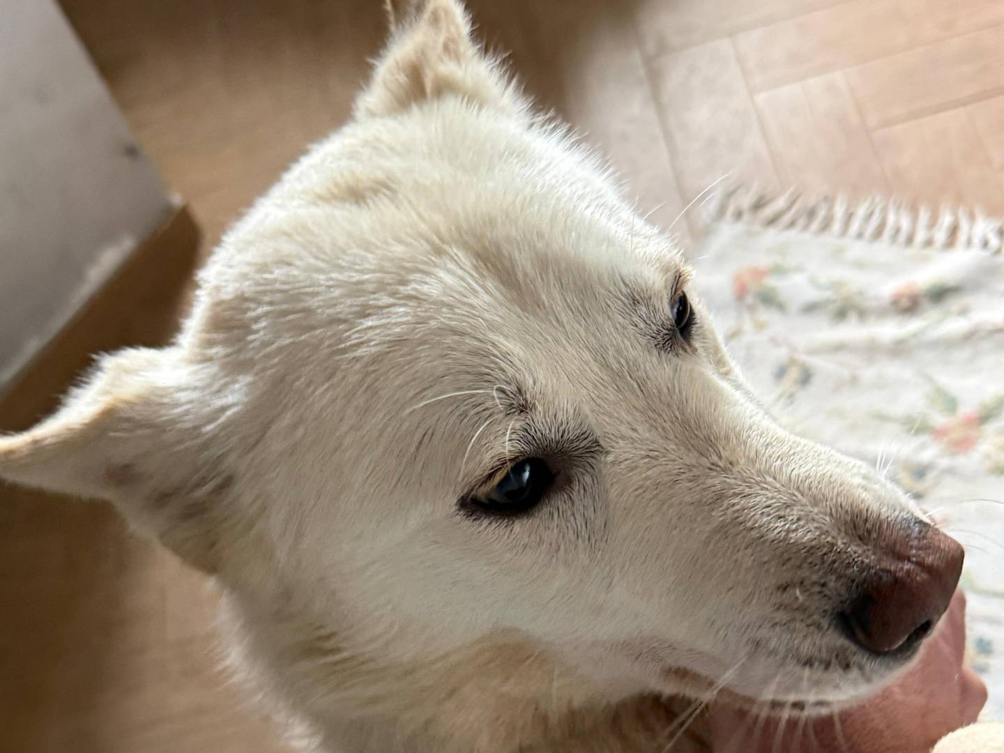 Vuoi adottare un cane a Cosenza?