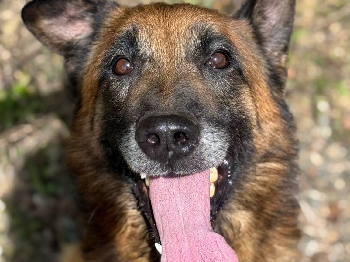 Adozione cane, maschio, Pastore Belga Malinois Razza sconosciuta, 7 anni, taglia grande, Firenze