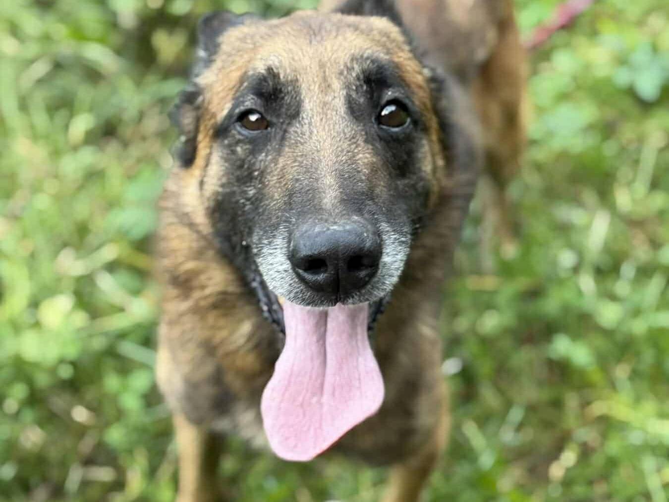 Adotta un cane, taglia grande, maschio, Firenze