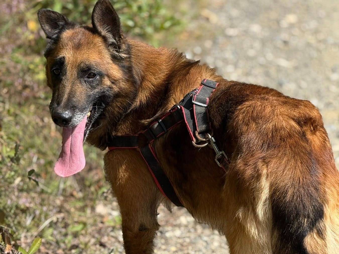 Vuoi adottare un cane a Firenze?