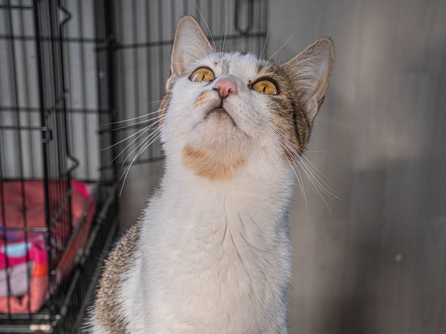 Vuoi adottare un gatto a Bari?