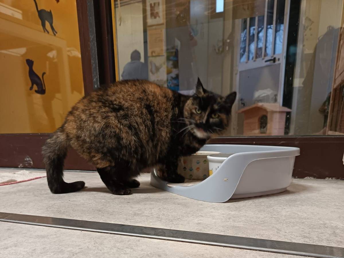 Adotta un gatto, femmina, 13 anni e 1 mese, Ravenna