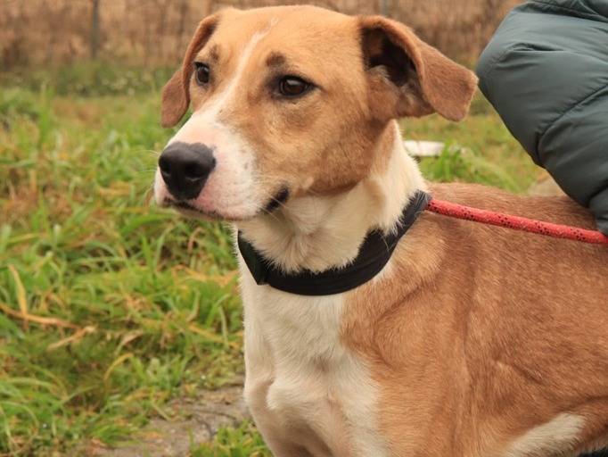 Adozione cane, maschio, Razza sconosciuta Razza sconosciuta, 3 anni, taglia media, Milano