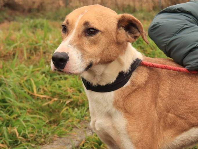 Vuoi adottare un cane a Milano?