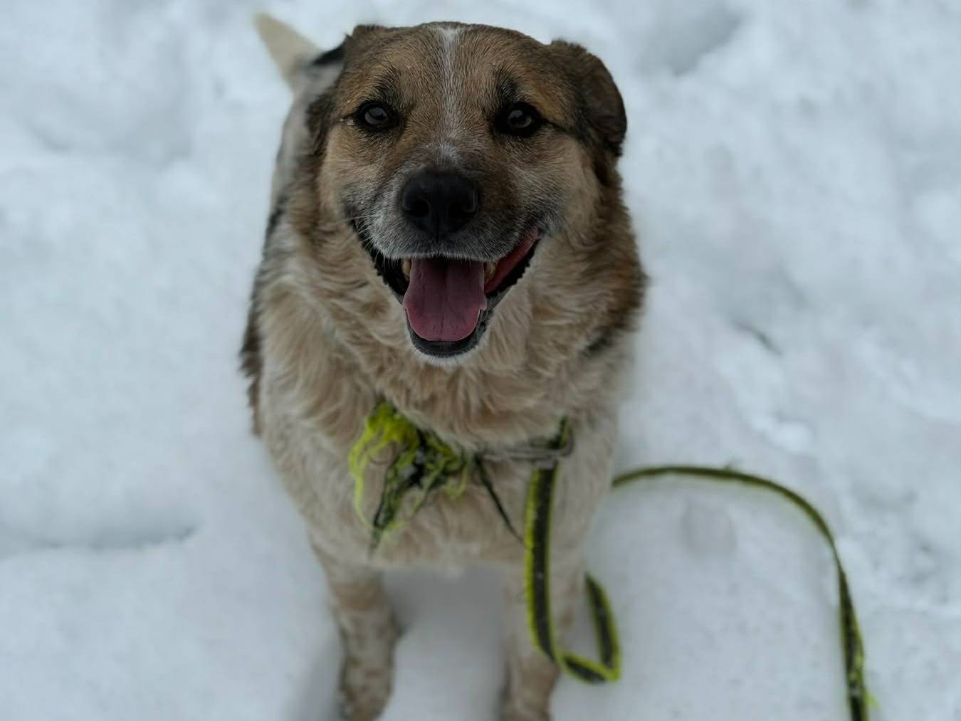 Adotta un cane, maschio, 7 anni e 5 mesi, Firenze
