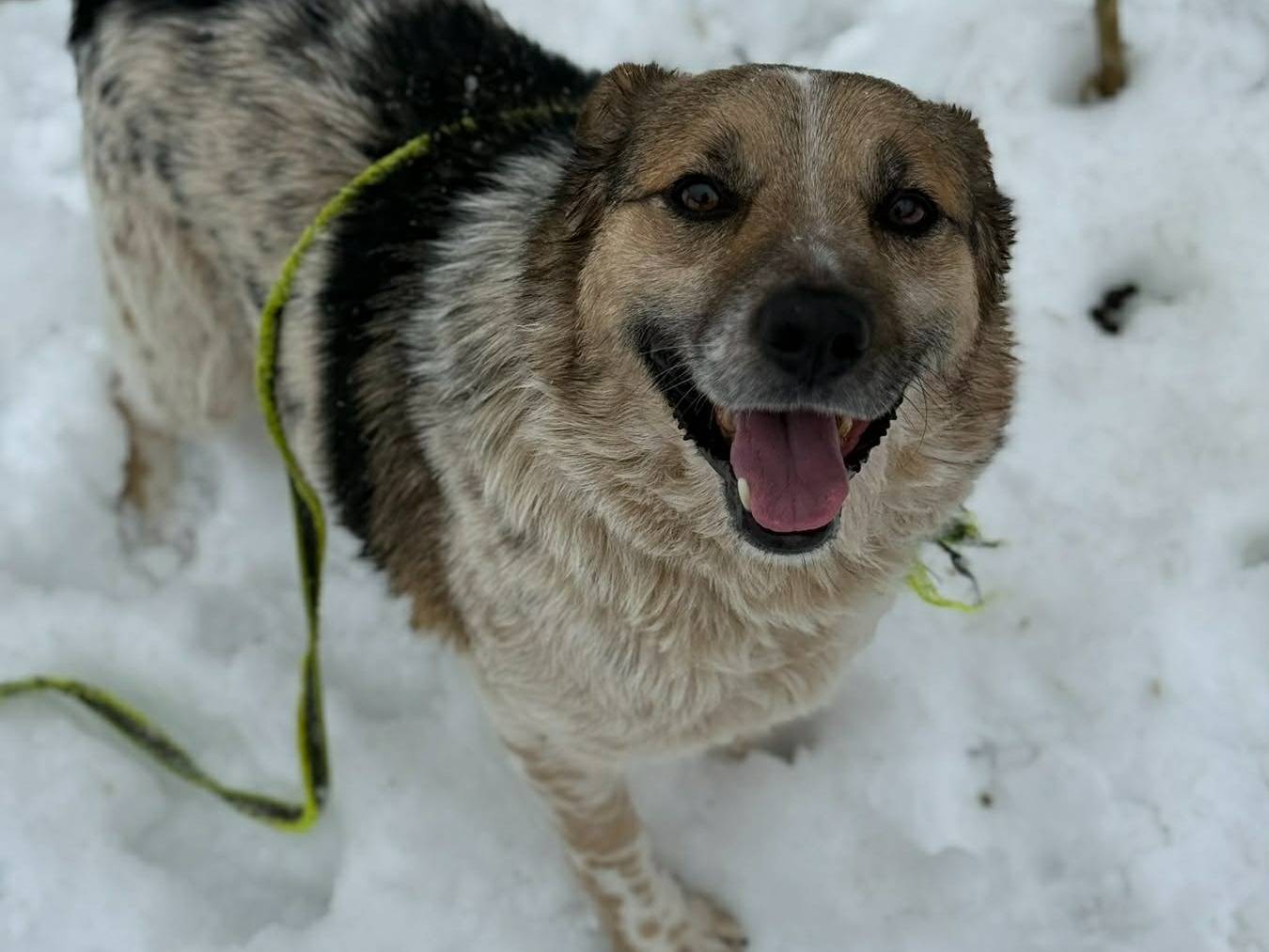 Adotta un cane, taglia media, maschio, Firenze