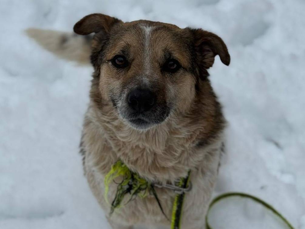 Vuoi adottare un cane a Firenze?