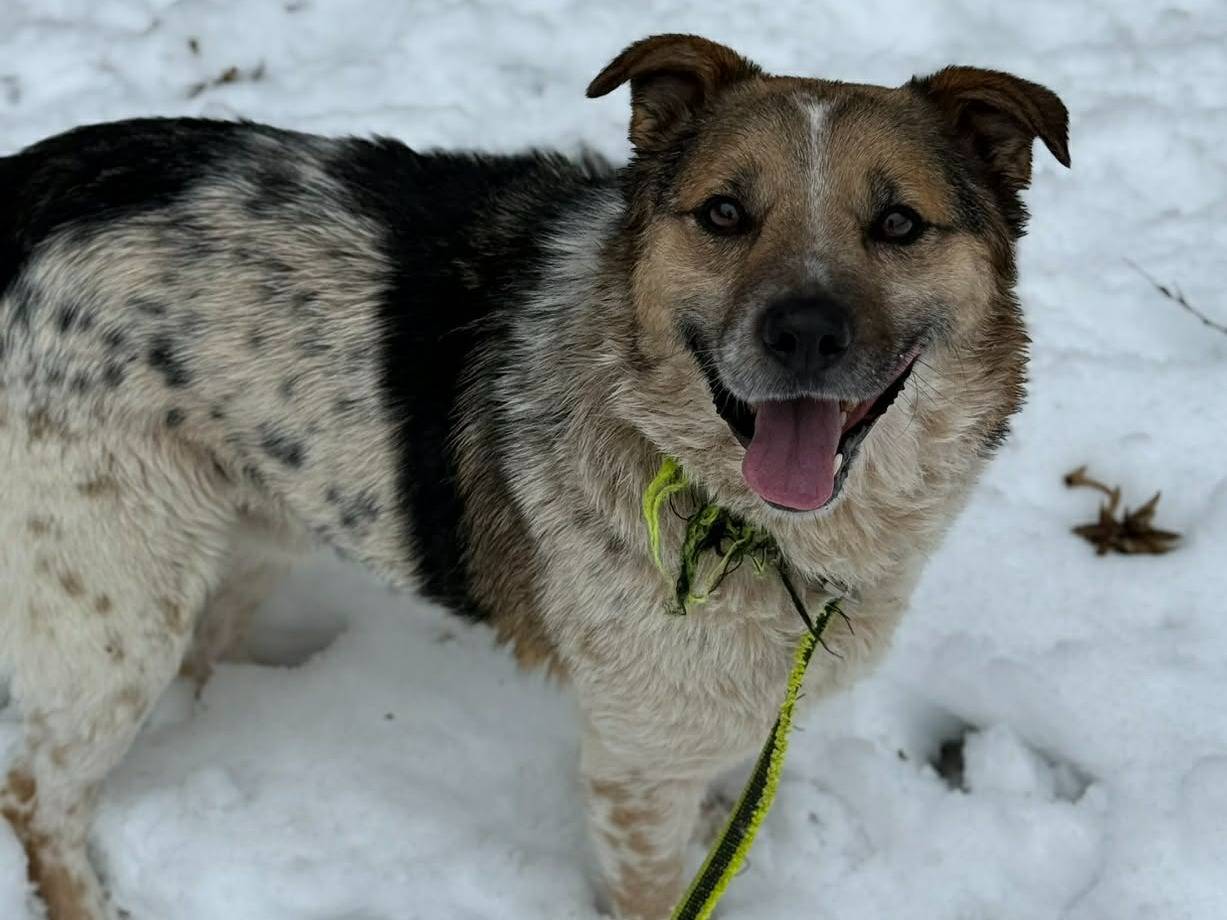 Adotta il cane KLAUS a Firenze