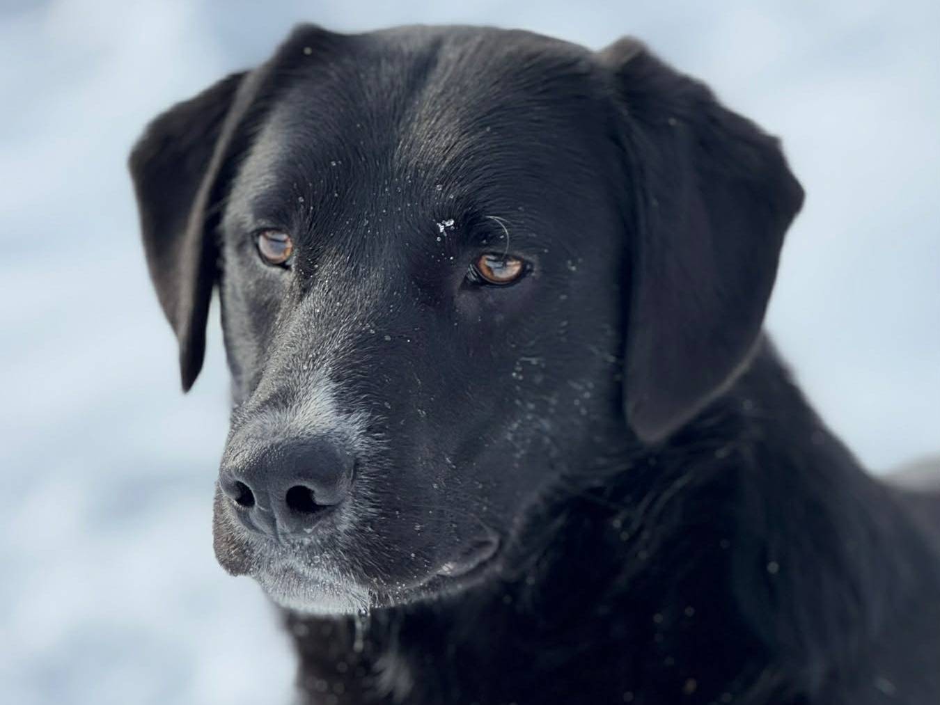 Adozione cane, femmina, Razza sconosciuta Razza sconosciuta, 1 anno e 4 mesi, taglia media contenuta, Firenze