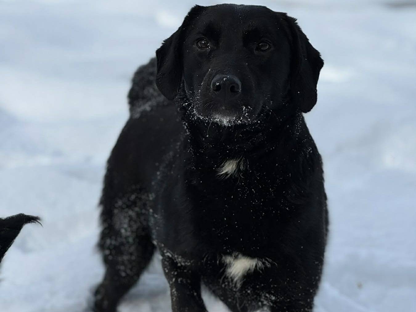Vuoi adottare un cane a Firenze?