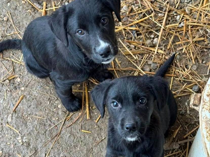 Adotta il cane NINA e TINA a Firenze