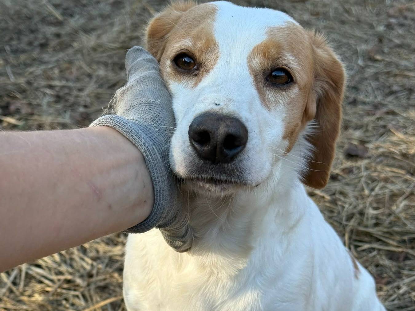 Adotta un cane, taglia media contenuta, maschio, Firenze
