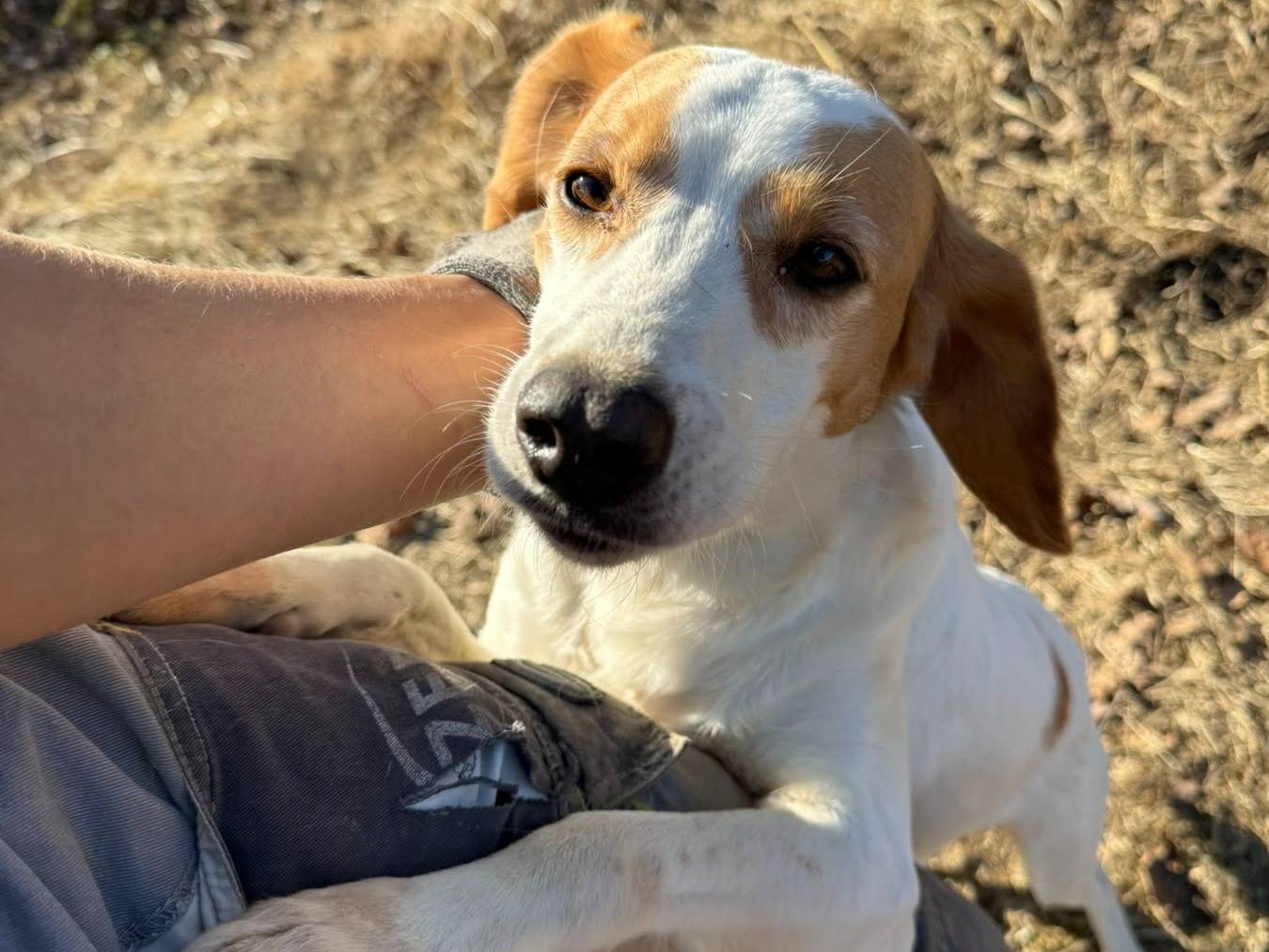 Adotta il cane DODY a Firenze