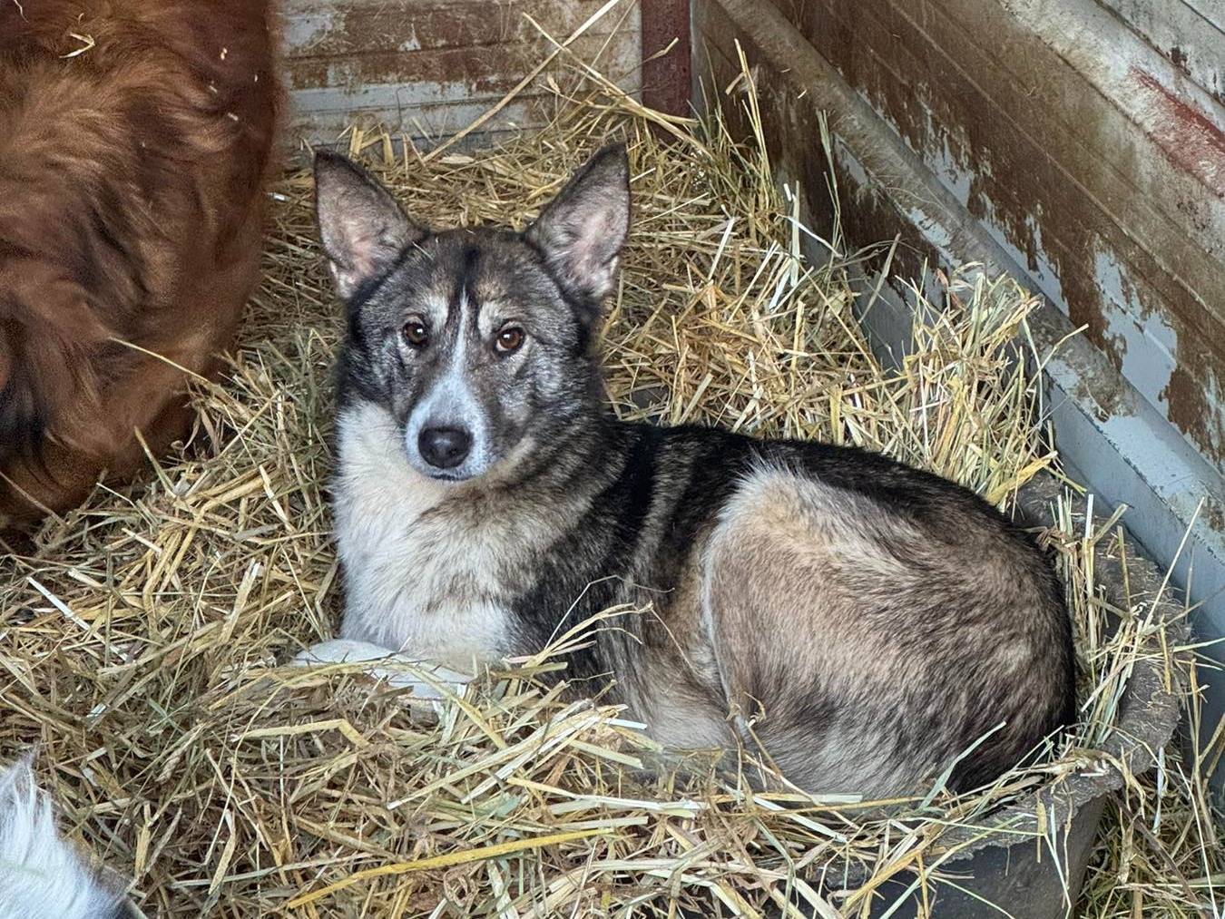 Vuoi adottare un cane a Firenze?