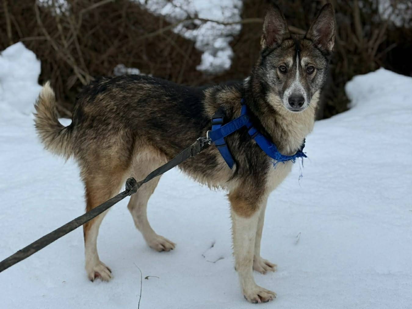 Adotta il cane NORWAY a Firenze